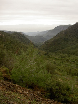 Tipica flora della Sierra Calderona