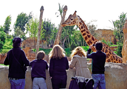 Una giraffa al Biopac di Valencia